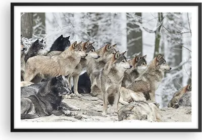 Produktbild von Gerahmtes Poster - Schwarzer Rahmen - Rudel Wölfe Winter - 91,5x61 cm - Wand Bild - Wanddeko - Wandbilder - Kunstposter - Wandposter - Bilderrahmen - Bilder - Kunstdruck - Wandbild - P2BAA91x61-4357