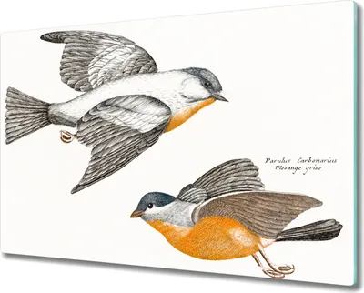 Produktbild von Coloray Schneidebrett Herdabdeckplatte 80x52 cm Kochplattenabdeckung Küchenbrett Hackbrett - Tier Vogel