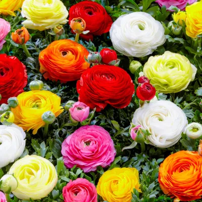 Produktbild von Ranunkeln Zwiebeln Winterhart - 50 Knollen - Mix in 5 Farben - Mehrjährige Blumenzwiebeln - Echte Pflanzen aus Holland (kein Samen, nicht künstlich)