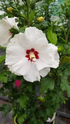 Image de Hibiscus syriacus 'Red Heart' / Althéa blanche à cœur rouge