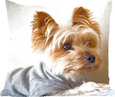Produktbild von MuchoWow® Zierkissen Sofakissen Wohnzimmer Dekokissen 50x50 cm Yorkshire Terrier mit einem Pullover - Komfort - Sofakissen