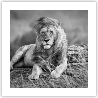 Produktbild von Poster - Poster ohne Rahmen - Löwe Tier Natur - 40x40 cm - Wand Bild - Wanddeko - Wandbilder - Kunstposter - Wandposter - Bilder - Kunstdruck - Wanddekoration - Wandbild - P2XAC40x40-3931