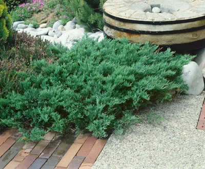 Produktbild von Juniperus sabina 'Tamariscifolia', Sadebaum, kompakt, 20–30 cm