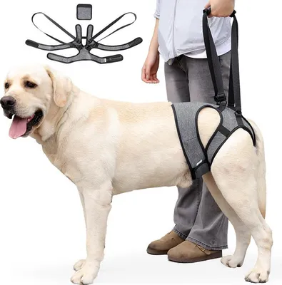 Immagine prodotto di INF Imbracatura di supporto posteriore per cani da esterno - Aiuto alla mobilità M