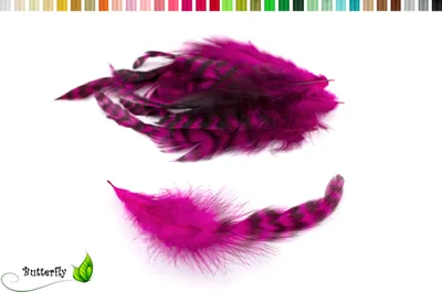 Produktbild von 10 Hahnenfedern Chinchilla 15-20cm, Farbauswahl:fuchsia / magenta 183D