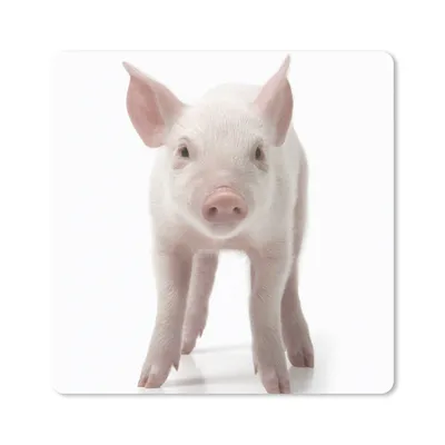 Produktbild von MuchoWow® Mauspad Mousepad Schwein - Tiere - Weiß 20x20 cm - Mousepads - Maus Mat - Pad - Mausunterlage - Desk Mat - Bureauartikeln