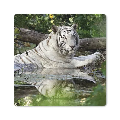 Produktbild von MuchoWow® Mauspad Mousepad Weißer Tiger im Wasser 20x20 cm - Mousepads - Maus Mat - Pad - Mausunterlage - Desk Mat - Bureauartikeln