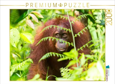 Produktbild von CALVENDO Puzzle Orang Utan in den Wäldern Sumatras 2000 Teile Puzzle quer | 2000 Teile Lege-Größe 90x67cm Foto-Puzzle für glückliche Stunden