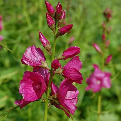 Image de 6 plants de Sidalcea oregana 'Brilliant', une variété ornementale pour le jardin | Pot de 9x9 cm