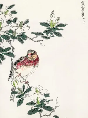 Produktbild von Plakat 30x40cm Rosefinch, Japanischer Kashu Vintage für das Wohnzimmer