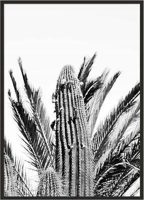Obrázek produktu pro Obrazový plakát v rámu 43x33 cm Cacti P686