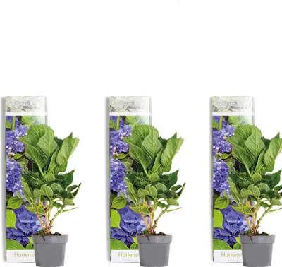 Three potted hydrangea plants with packaging behind them.