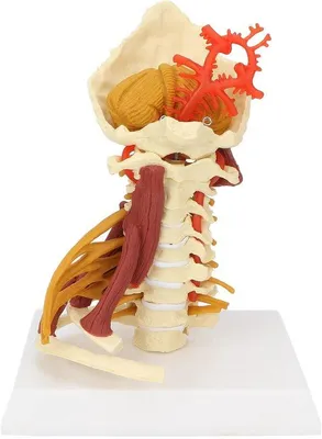 Image de Modèle anatomique des vertèbres cervicales – Modèle pédagogique des vertèbres cervicales et de l'artère carotide – Outil d'apprentissage