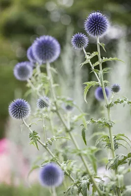 Produktbild von Echinops ritro, Kugeldistel, stahlblau, ca. 9x9 cm Topf