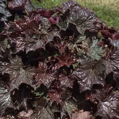 Produktbild von 6 x Purpurglöckchen - Heuchera macrantha 'Palace Purple'  | Topf 9cm x 9cm