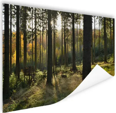 Produktbild von MuchoWow® Poster Wald - Sommer - Sonne 120x80 cm - Bilder
