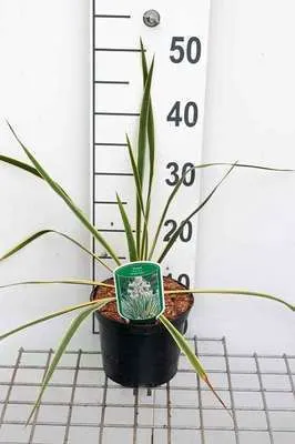 Produktbild von Yucca fil. 'Bright Edge' - Palmlilie Bright Edge 30- 40 cm - Container