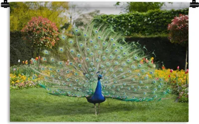 Produktbild von MuchoWow® Wandteppich Wandbehang Pfau - Federn - Garten 90x60 cm Tapisserie Dekoration Wandtuch - Wandskulpturen - Bildteppich