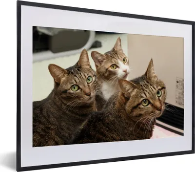 Produktbild von MuchoWow® MuchoWow® Gerahmtes Poster Katze - Braun 40x30 cm - Poster mit zchwarzem Bilderrahmen - Bilderrahmen - Poster im Rahmen