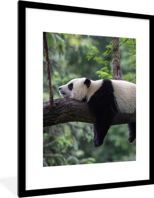 Produktbild von MuchoWow® Gerahmtes Poster Panda - Baum - Tiere - Natur 60x80 cm - Poster mit Schwarzem Bilderrahmen Wandposter Rahmen Foto Bilder - Wohnzimmer - Dekorationen - Prämie