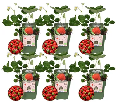 Image de Plants by Frank | 6 plants de fraises 100 %| Fragaria | Plant de fraise | Verger | Potager | Plantes de jardin