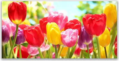 Produktbild von Acrylglasbilder 120x60 Wandbild Druck Tulpen Pflanzen