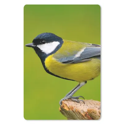 Produktbild von MuchoWow® Mauspad Mousepad Vogel - Kohlmeise - Tiere - Grün 18x27 cm - Mousepads - Maus Mat - Pad - Mausunterlage