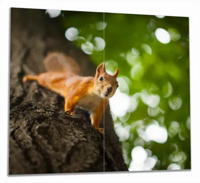 Produktbild von Wallario Herdabdeckplatte aus Glas, Größe 60 x 52 cm 2-teilig, Motiv Süßes neugieries Eichhörnchen an einem Baum