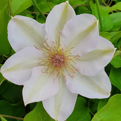 Immagine prodotto di Clematis Jerzy Popiełuszko, vaso da 2 litri