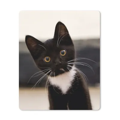 Produktbild von MuchoWow® Mauspad Mousepad Eine Nahaufnahme eines schwarz-weißen Kätzchens 30x40 cm - Mousepads - Maus Mat - Pad - Mausunterlage - Mausmatten