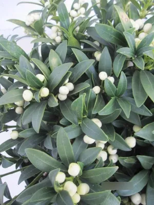 Produktbild von Skimmia japonica Wakehurst White - Japanische Skimmie - 30-40cm