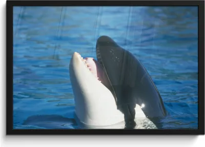Produktbild von MuchoWow® MuchoWow® Gerahmtes Poster Orca nahe der Wasseroberfläche 60x40 cm - Poster mit zchwarzem Bilderrahmen - Printing - Wanddeko Schlafzimmer