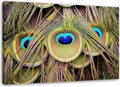 Produktbild von Leinwandbild pfauenfeder 90x60 cm Feeby grün wandbild bereit zum aufhängen