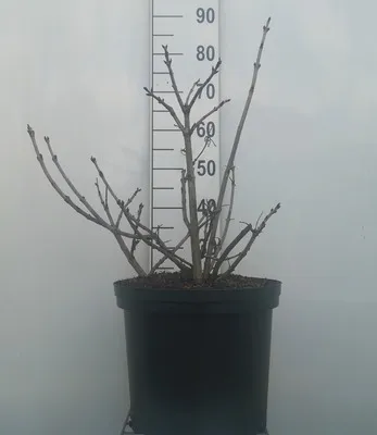 Produktbild von Viburnum op. 'Compactum' - Schneeball 50- 60 cm - Container