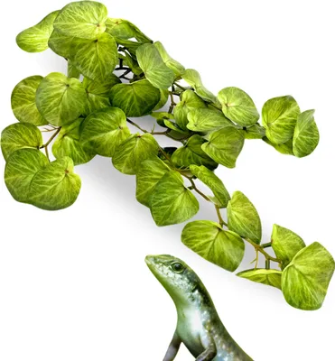 Immagine prodotto di BioBush No7, pianta tropicale artificiale per terrari, Pilea