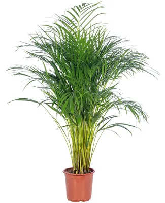 Produktbild von Goldfruchtpalme - pflegeleichte Zimmerpflanze, Areca Dypsis Lutescens - Höhe ca. 100 cm, Topf-Ø 21 cm