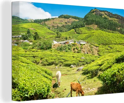 Produktbild von OneMillionCanvasses® - Leinwandbilder - 140x90 cm, Kühe in Kolukkumalai, Wandbilder Kunstdruck Wanddekoration