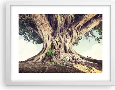 Produktbild von Gerahmtes Poster - Weißer Rahmen - Tiger Wild Baum - 40x30 cm - Wand Bild - Wanddeko - Wandbilder - Kunstposter - Wandposter - Bilderrahmen - Bilder - Kunstdruck - Wanddekoration - P2WAA40x30-5124