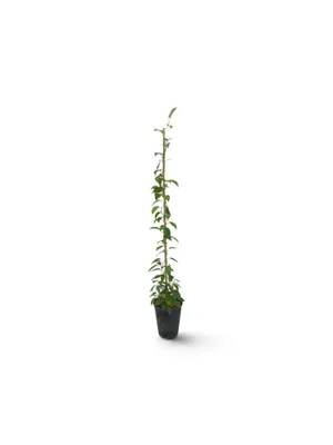 Obrázek produktu pro Actinidia arguta 'Vitikiwi' - Samoplodná kiwi bobule 'Vitikiwi' | 100-125 cm ve květináči