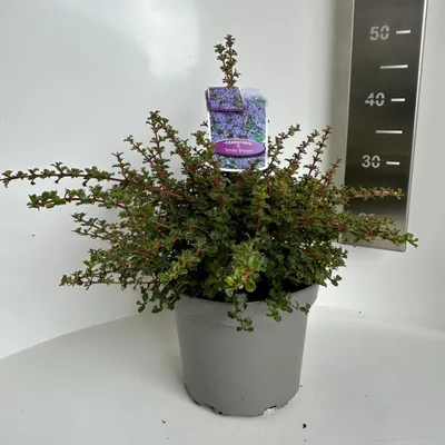 Obrázok produktu pre Ceanothus 'Emily Brown' – kvetina z rodu Ceanothus | 40–50 cm v črepníku