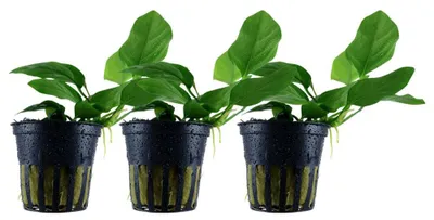 Produktbild von Aquarium Pflanze 3 Stück Anubias barteri nana Wasserpflanze AquaOne Nr.301 Set