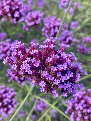 A close-up view of purple Verbena bonariensis flowers.