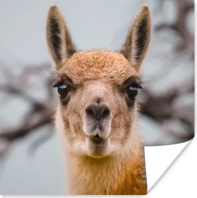 Produktbild von MuchoWow® Poster Lama - Selfie - Boom 100x100 cm - Babyzimmer