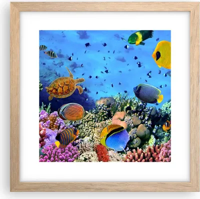 Produktbild von Gerahmtes Poster - Rahmen in heller Eiche - Korallenriff - 30x30 cm - Wand Bild - Wanddeko - Wandbilder - Kunstposter - Wandposter - Bilderrahmen - Bilder - Kunstdruck - Wandbild - P2NAC30x30-3569