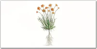 Produktbild von Coloray Bild aus Acryl 140 cm x 70 cm - Gehärtetes Acryl Bild auf Acrylglas Küche Wohnzimmer Wanddekoration Dekoration - Blumen Pflanzen