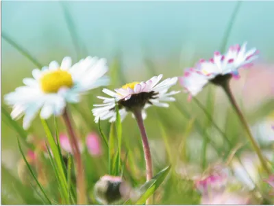 Produktbild von ARTland Wandbild Alu für Innen & Outdoor Gänseblümchen Romantik Größe: 60x45 cm