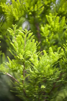 Zdjęcie produktu dla Taxodium distichum 'Peve Minaret', cyprysik nutkajski, zwarty, 60-80 cm