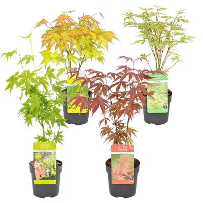 Produktbild von Bloomique - Mischung aus 4 Japanischen Ahornbäumen - Winterharte Pflanzen - Gartenpflanzen Winterhart - Höhe 20-30 cm - Topf 10,5 cm