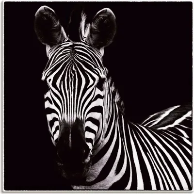 Produktbild von ARTland Leinwandbild Zebra II Größe: 50x50 cm
