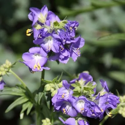 Produktbild von 6 x Jakobsleiter Himmelsleiter - Polemonium caeruleum  | Topf 9cm x 9cm